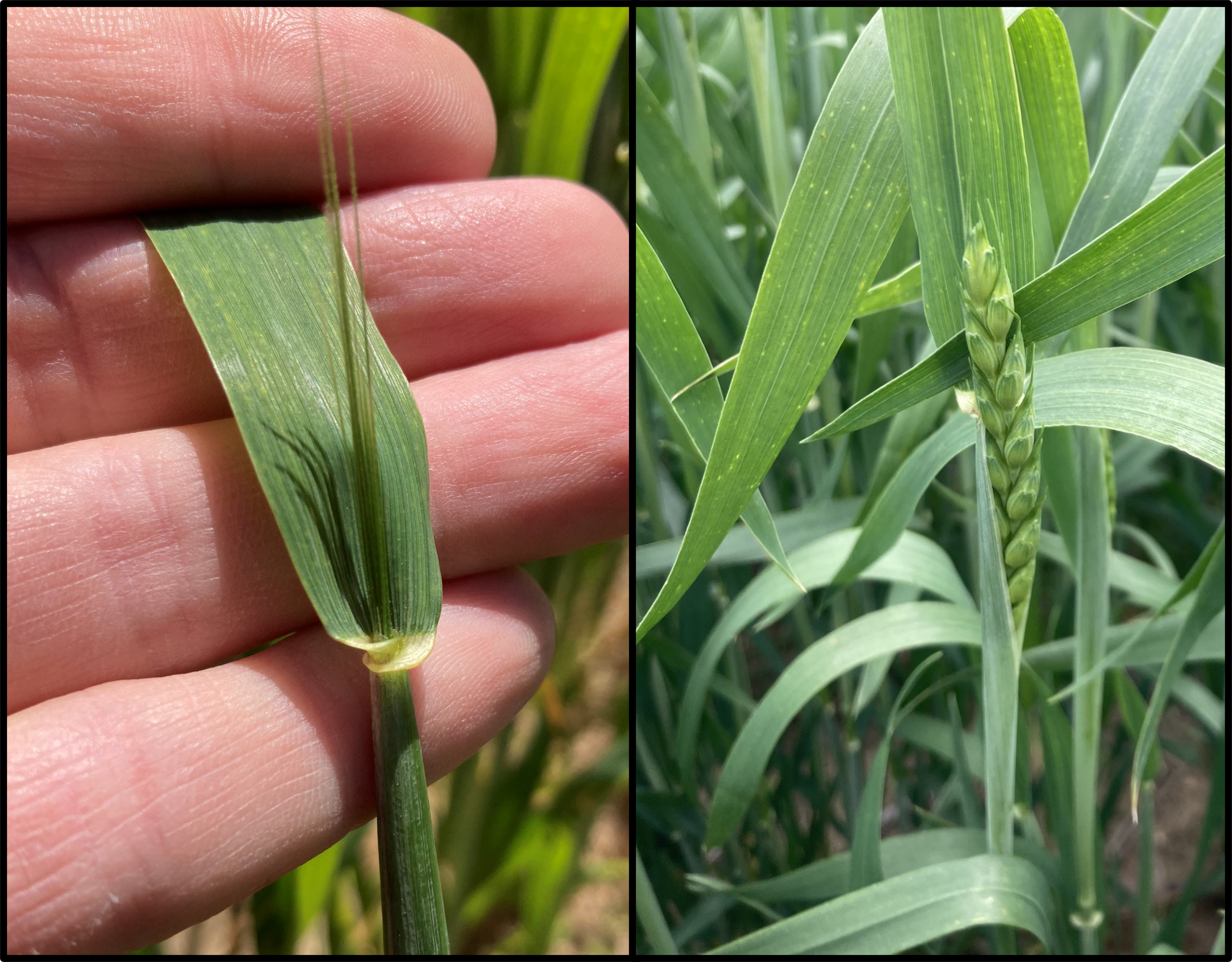 Wheat awns and head emerging_Nicolle Ritchie.png